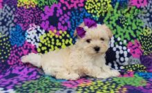 Maltipoo pups!!! Meet them Now ! Image eClassifieds4U