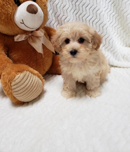 Maltipoo Puppies ready to go home! Health Guarantee Incl. Image eClassifieds4u