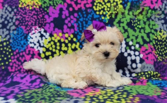 Maltipoo pups!!! Meet them Now ! Image eClassifieds4u