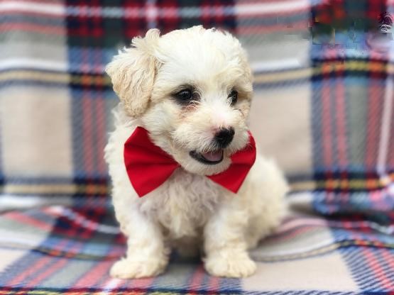Only 2 available! Bichon Frise pups! **Vaccinated** Image eClassifieds4u