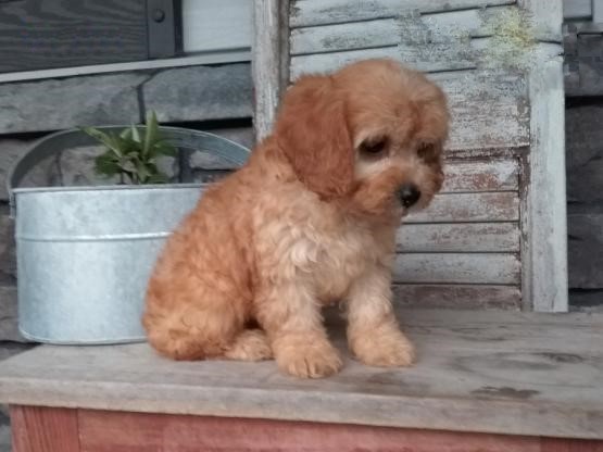 Only 2 available! Cavapoo pups! **Vaccinated** Image eClassifieds4u