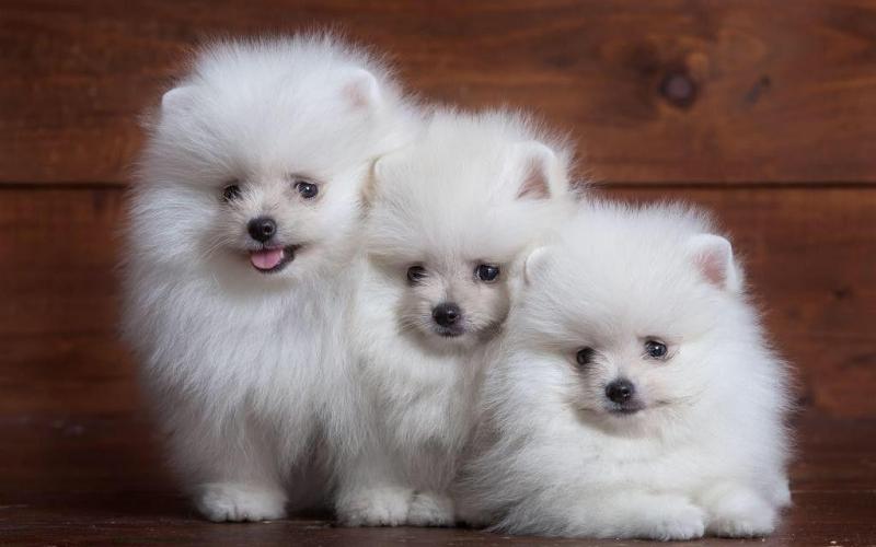 purebred Pomeranian puppies for re homing Image eClassifieds4u