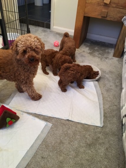 Toy Poodle puppies for re homing Text me at (437) 536-6127 for more info Image eClassifieds4u