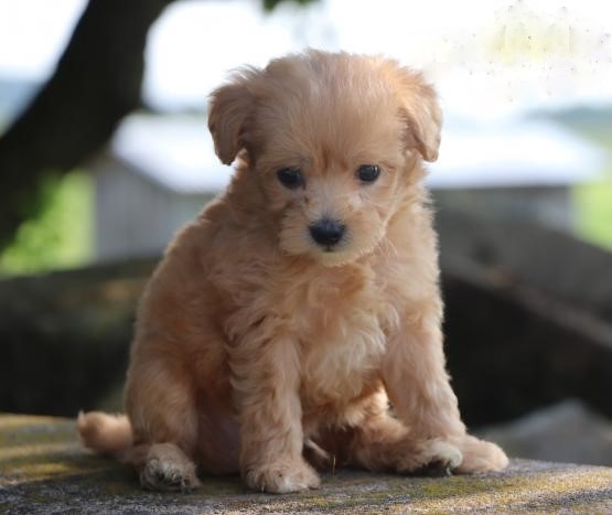 Two Maltipoo Pups, Very Healthy Image eClassifieds4u