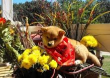Gorgeous Male and Female blue eyed Shiba Inu Puppies
