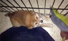 Outstanding Shiba inu puppies available for re homing