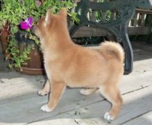 The Shiba Inu pups are affectionate