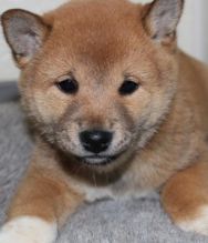 Vaccinated Shiba Inu Puppies For adoption Now ,,