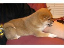 Chunky and fluffy Shiba Inu puppies Image eClassifieds4U
