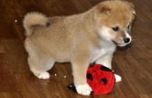 Classic Shiba Inu Puppies For Good Homes Image eClassifieds4U