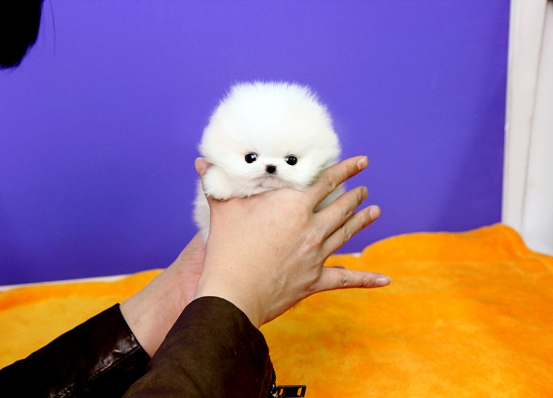 ••••••Adorable Pomeranian Puppy 13 weeks old•••••+1‪‪(508) 817-1664‬ Image eClassifieds4u