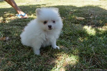 ••••••Adorable Pomeranian Puppy 13 weeks old•••••+1‪‪(508) 817-1664‬ Image eClassifieds4u