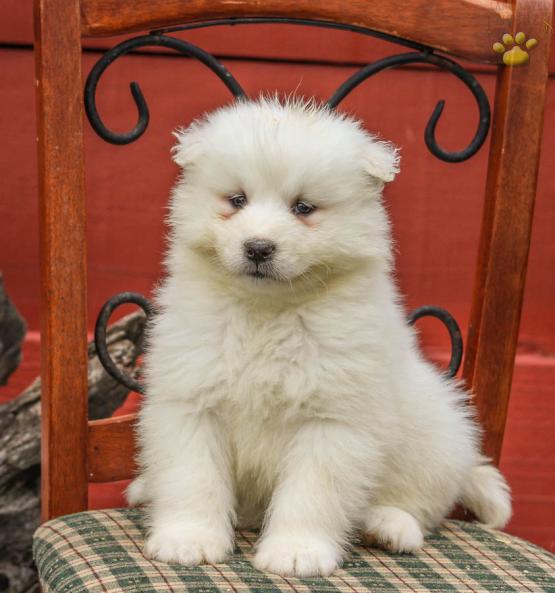 ••••••Adorable Pomeranian Puppy 13 weeks old•••••+1‪‪(508) 817-1664‬ Image eClassifieds4u