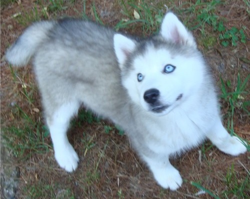 Adorable siberian husky puppies ready for adoption (306) 500-3579 Image eClassifieds4u