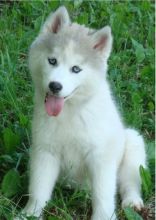 Adorable siberian husky puppies ready for adoption (306) 500-3579