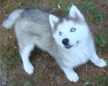 Adorable siberian husky puppies ready for adoption (306) 500-3579