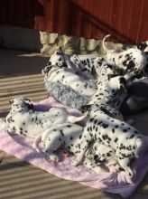 Beautiful Dalmatian Puppies available