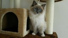 Home Raised Ragdoll Kittens Available for Adoption text +1(530) 238-5701
