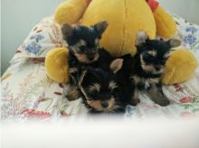 Teacup Yorkie Puppies Available