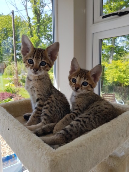 Healthy Savannah and Bengal Kittens Available for New Home txt (530) 238-5701 Image eClassifieds4u