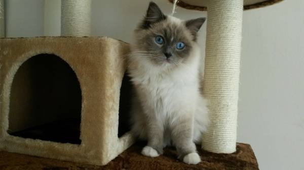 Home Raised Ragdoll Kittens Available for Adoption text +1(530) 238-5701 Image eClassifieds4u