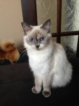 Home Raised Ragdoll Kittens Available for Adoption text +1(530) 238-5701 Image eClassifieds4u