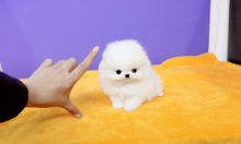 ••••••Adorable Pomeranian Puppy 13 weeks old•••••+1‪‪(508) 817-1664‬ Image eClassifieds4u 2