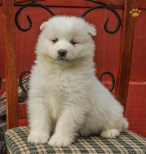 ••••••Adorable Pomeranian Puppy 13 weeks old•••••+1‪‪(508) 817-1664‬ Image eClassifieds4u 2