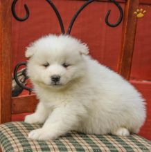 ••••••Adorable Pomeranian Puppy 13 weeks old•••••+1‪‪(508) 817-1664‬ Image eClassifieds4u 3
