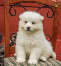 ••••••Adorable Pomeranian Puppy 13 weeks old•••••+1‪‪(508) 817-1664‬ Image eClassifieds4u 4