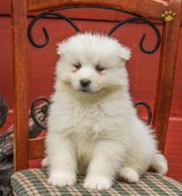 ••••••Adorable Pomeranian Puppy 13 weeks old•••••+1(508) 817-1664 Image eClassifieds4u 4