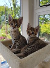Healthy Savannah and Bengal Kittens Available for New Home txt (530) 238-5701 Image eClassifieds4U