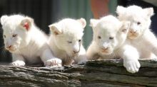 All our lion cubs are bottle-fed and raised in our home (306) 500-3579