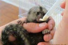 We have two beautiful Finger Marmoset Monkeys, (306) 500-3579