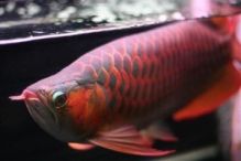 First Quality Freshwater Aquarium Fishes Available for Sale Image eClassifieds4U