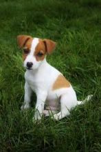 Jack Russell Terrier puppies. Call or text @(431) 803-0444