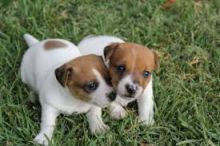 Jack Russell Terrier puppies. Call or text @(431) 803-0444