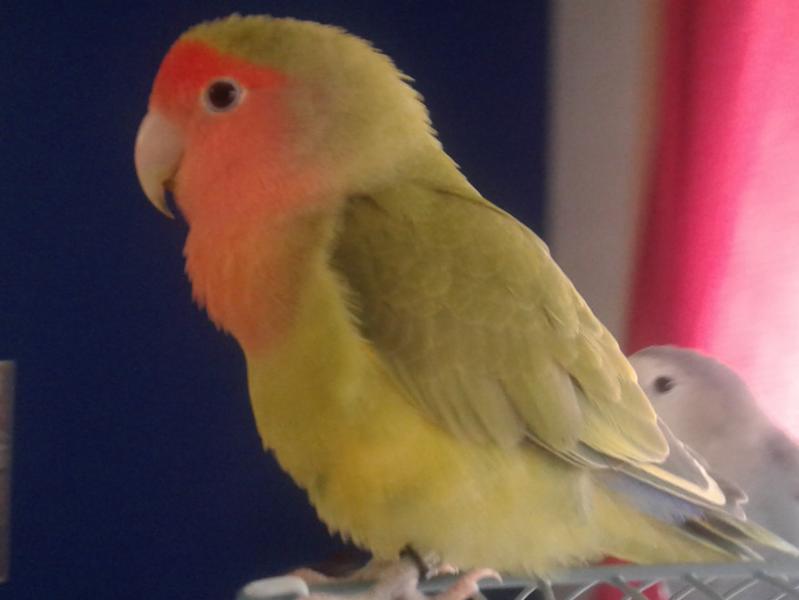 Handraised Baby Lovebirds Image eClassifieds4u