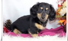 Purebred miniature dachshund for new homes (306) 500-3579