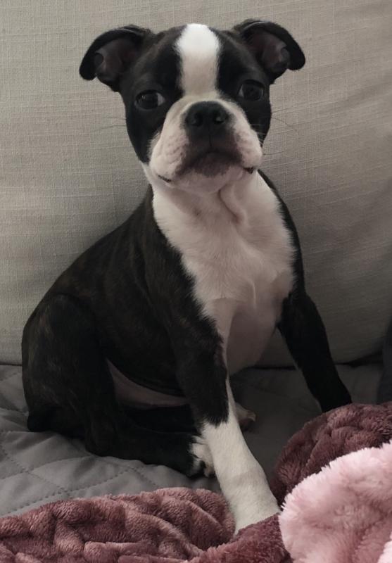Boston Terrier pup Image eClassifieds4u
