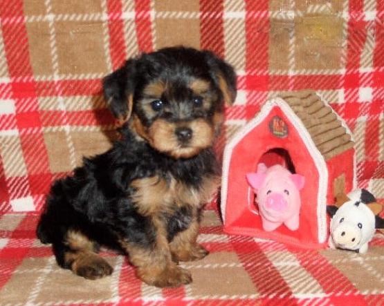 ❤️❤️ Morkie Puppies ❤️❤️ Girl & Boy ❤️ ❤️ Image eClassifieds4u