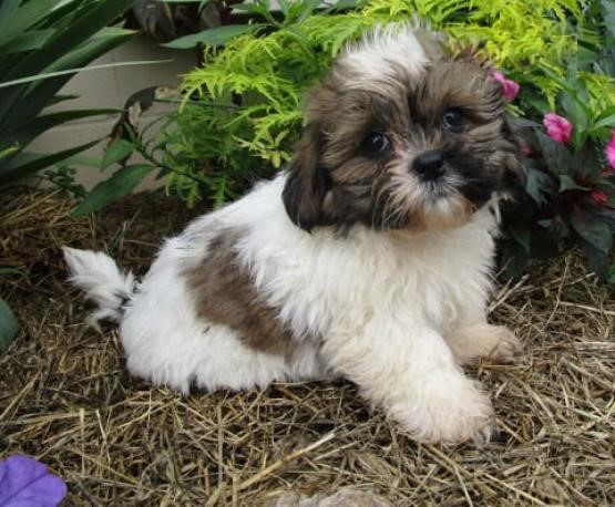 ❤️❤️ Shih Tzu Puppies ❤️❤️ Girl & Boy ❤️ ❤️ Image eClassifieds4u