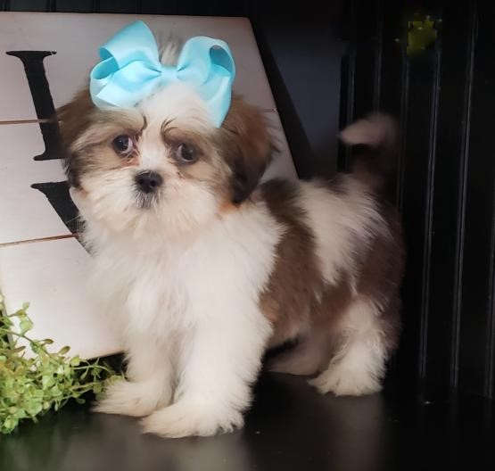 ***SHIH TZU PUPPIES-READY FOR NEW HOMES*** Image eClassifieds4u