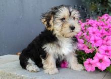 ***MORKIE PUPPIES-READY FOR NEW HOMES***