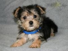 Beautiful Morkie puppies for adoption~non shedding