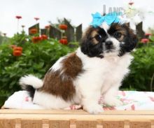 Beautiful Shih Tzu Puppies! READY NOW!