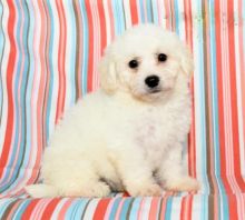 Bichon Frise Puppies ready to go home! Health Guarantee Incl.