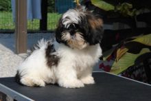 Like Shih Tzu?Cutest Shih Tzus Available