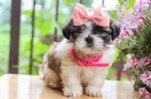 Lovely Shih Tzu pups -READY TO pick up