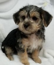Morkie Puppies ready to go home! Health Guarantee Incl.